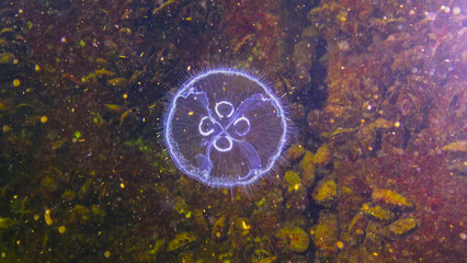 Black Sea fauna. Aurelia aurita (moon jelly, moon jellyfish, common jellyfish, or saucer jelly) © Oleg Kovtun