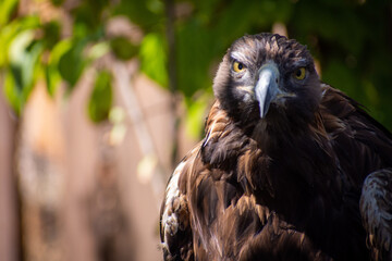 Golden Eagle closeup portrait