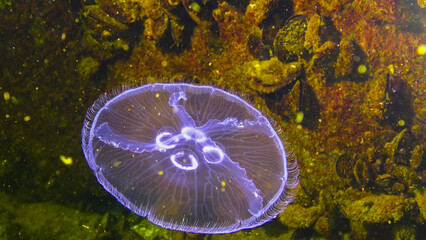 Black Sea fauna. Aurelia aurita (moon jelly, moon jellyfish, common jellyfish, or saucer jelly) © Oleg Kovtun