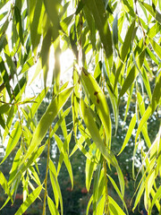 Feuilles vertes d'un saule pleureur. Rayons de soleil &agrave; travers les branches de l'arbre, Salix babylonica.