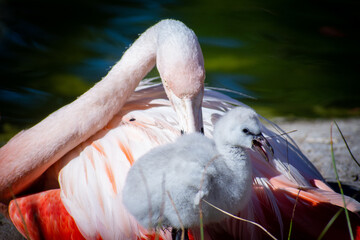 Mother and Chick Flamingo resting by a pond