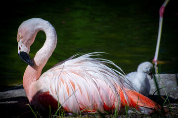 Mother and Chick Flamingo resting by a pond