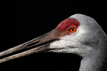 Close up profile of Sandhill Crane with black background