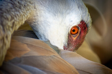 Sandhill Crane preening its feathers close up