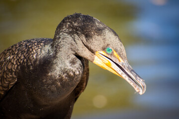 Cormorant face profile with green eyes next to a pond