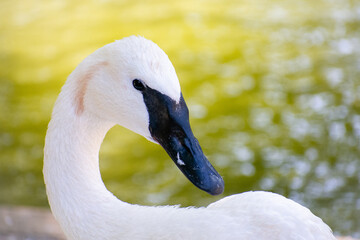 White Swan closeup side profile next to a pond