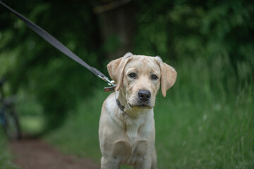 Beautiful thoroughbred fawn labrador on a walk in the forest on a leash.