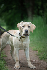Beautiful thoroughbred fawn labrador on a walk in the forest on a leash.
