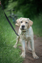 Beautiful thoroughbred fawn labrador on a walk in the forest on a leash.