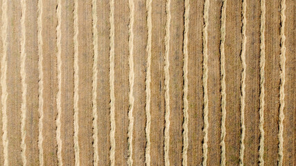 Parallel lines made of cut dead grass run vertically through the frame.  