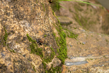 Pond tadpole captured among the rocks under a tropical Amazonian sun.