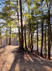 Sentier en forêt par une belle journée d'été. Lumière du soleil entre les feuilles des arbres à la tombée du jour. Promenade dans un parc naturel montagneux. 