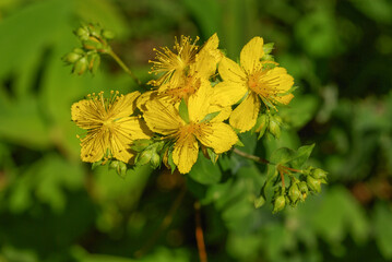 yellow flowers in the garden