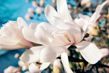 Flowering Magnolia Tree Springtime 