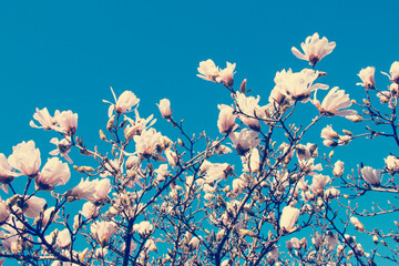 Flowering Magnolia Tree Springtime 