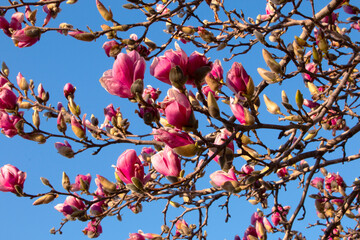 Flowering Magnolia Tree 
