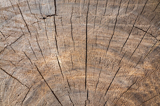 Textura de um tronco de madeira de pinho com algumas rachaduras sobre a superficie