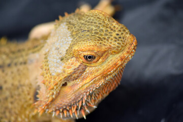 Bearded Dragon 