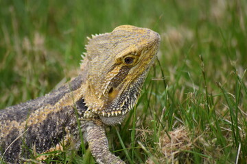 Bearded Dragon in nature