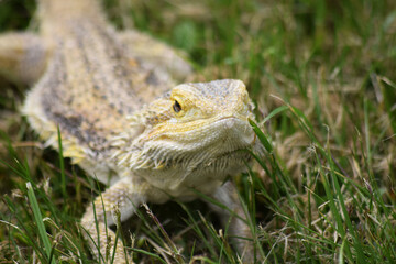 Bearded Dragon in nature