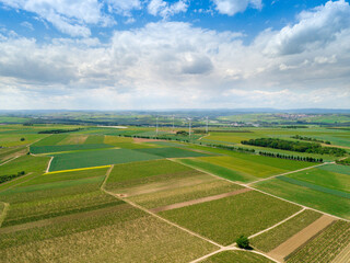 Fototapeta premium Aerial drone view of vineyards in Rheinhessen close to Harxheim, Germany