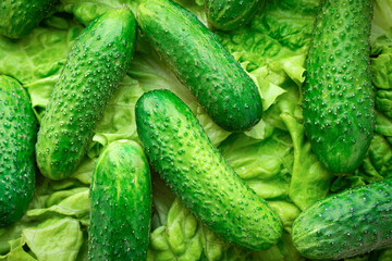 Fresh green cucumbers and salad in the kitchen close-up. Organic products.