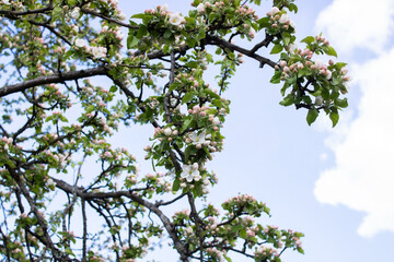 Pink apple blossoms in the blue sky