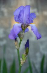 Growing violet iris flower on grey background