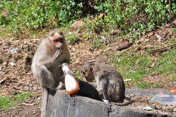 Fototapeta premium A macaque and her children sit on a rock while eating sauce in a plastic bottle, Kodaikanal, Tamil Nadu, India