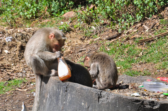 A macaque mother and her babies sit on a rock in Kodaikanal, Tamil Nadu, India