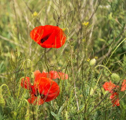 Scarlet poppies bloom in the steppe in spring