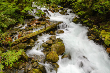 Mountain stream in the Washington Cascades crashes through evergreen trees and over a rocky stream...