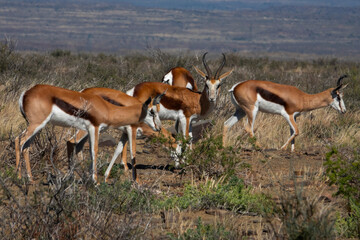 Batchelor herd of springbok (Antidorcas marsupialis) rams in the Karoo National Park, Western Cape. - obrazy, fototapety, plakaty