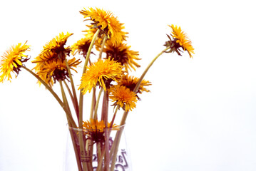 Bouquet of yellow dandelions in a glass