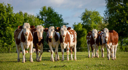 Fototapeta na wymiar Troupeau de vache de race Normande dans les champs en France.