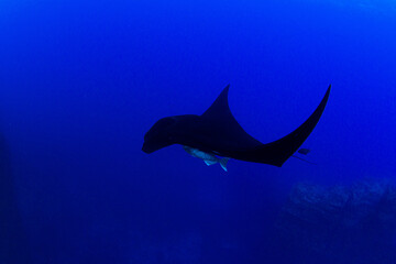 Black Manta Ray at Islas Revillagigedos, Mexico
