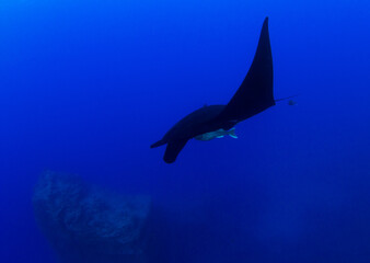 Black Manta Ray at Islas Revillagigedos, Mexico