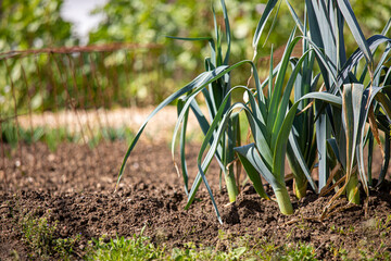 Poireau dans un jardin potager en pleine terre.