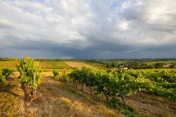 Fototapeta na wymiar Paysage dans les vignes en Anjou, France.