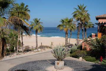 palm trees on the beach