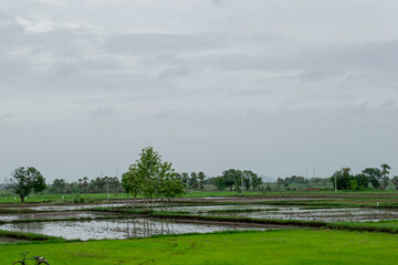 Indian paddy field