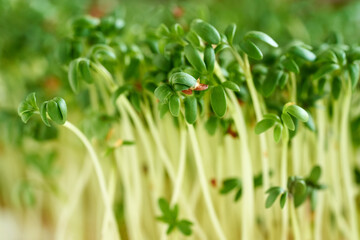 Fresh garden cress microgreens, close up