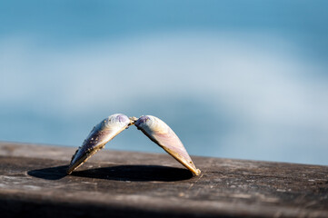 Fototapeta premium Seashell stands on a wooden background