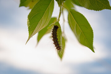 caterpillar on leaf