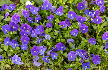 Violet Vittroka blue