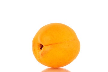 One ripe sweet apricot, closeup, isolated on white background.