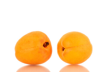 Two ripe sweet apricots, close-up, isolated on a white background.