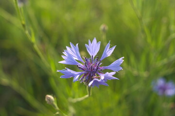 beautiful flowering cornflower close up 