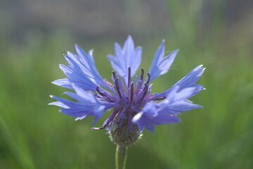 beautiful flowering cornflower close up 