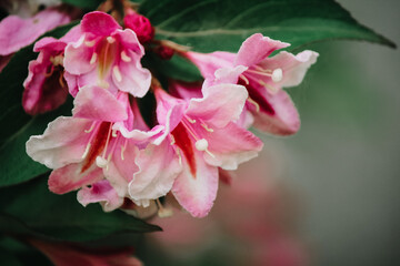 pink and white flower
